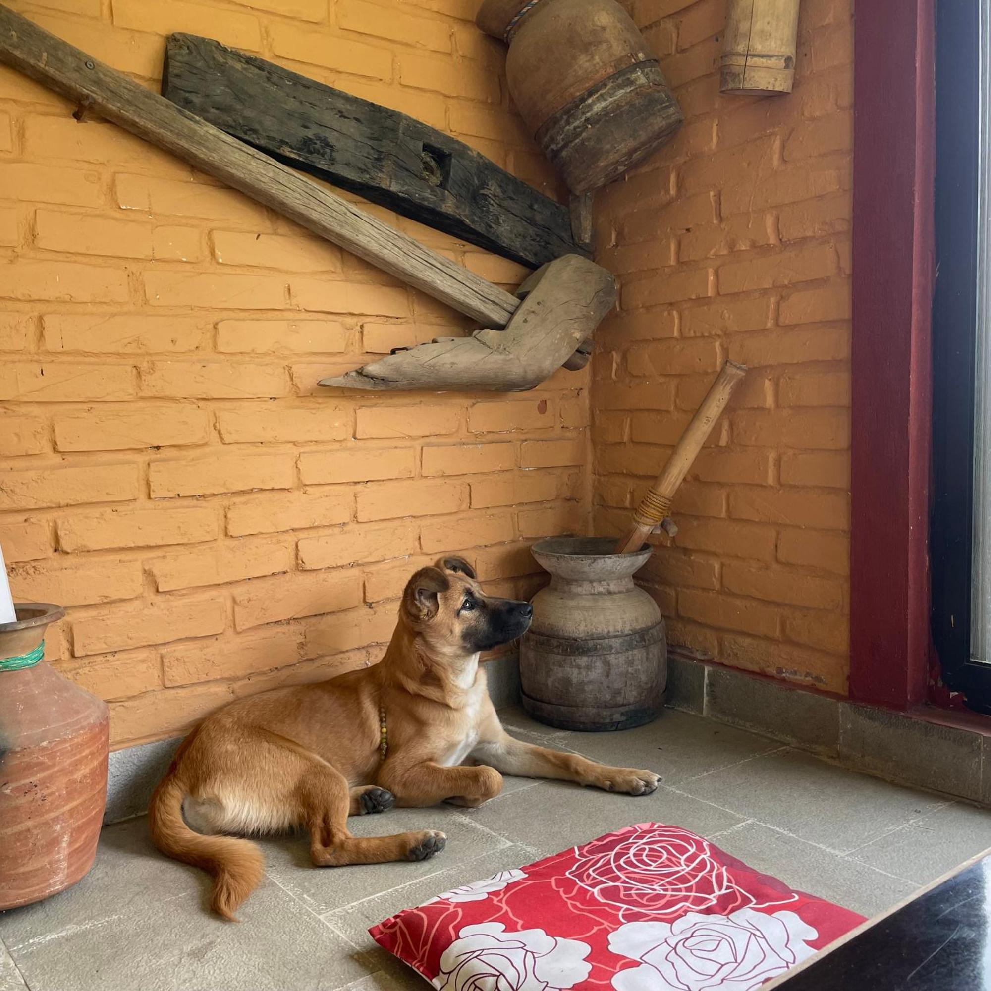 Himalaya Serene View Guest House & Farm Stay Deorāli エクステリア 写真